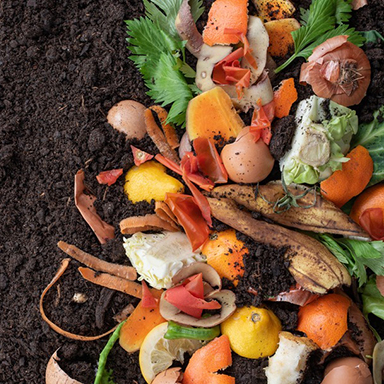 15 陸の豊かさも守ろう